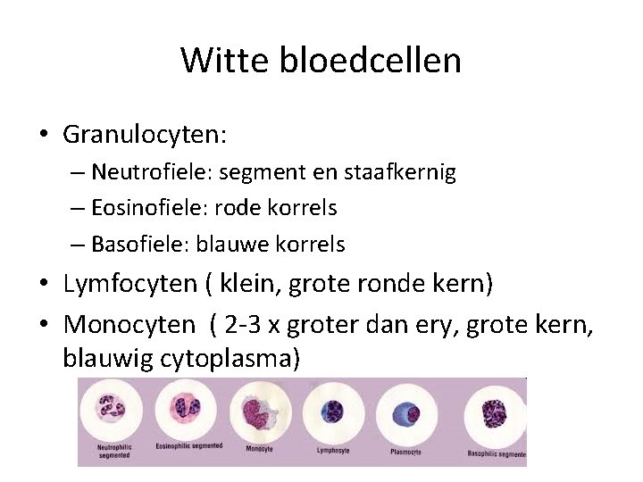 Witte bloedcellen • Granulocyten: – Neutrofiele: segment en staafkernig – Eosinofiele: rode korrels –