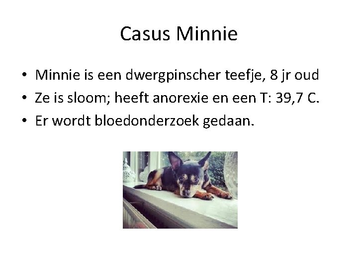 Casus Minnie • Minnie is een dwergpinscher teefje, 8 jr oud • Ze is