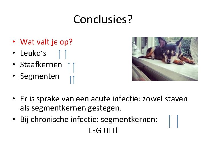 Conclusies? • • Wat valt je op? Leuko’s Staafkernen Segmenten • Er is sprake