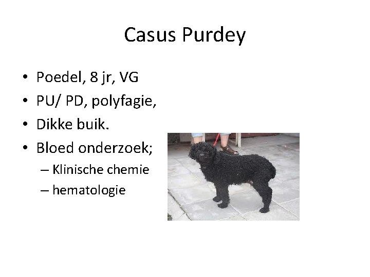 Casus Purdey • • Poedel, 8 jr, VG PU/ PD, polyfagie, Dikke buik. Bloed