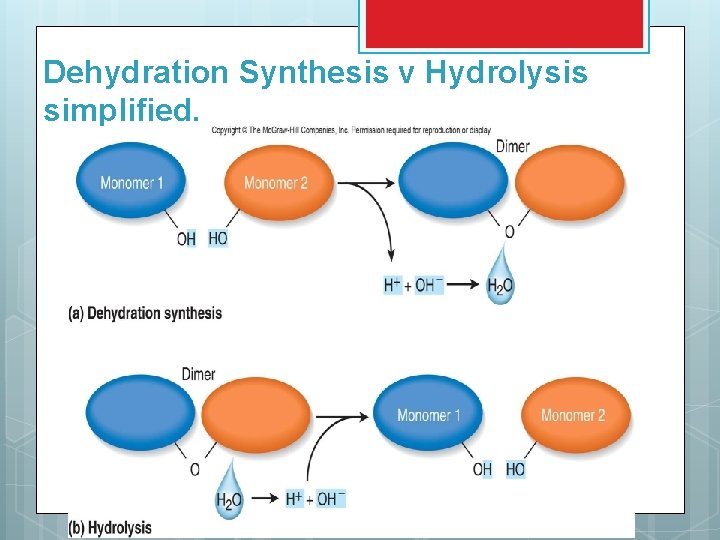 Dehydration Synthesis v Hydrolysis simplified. 