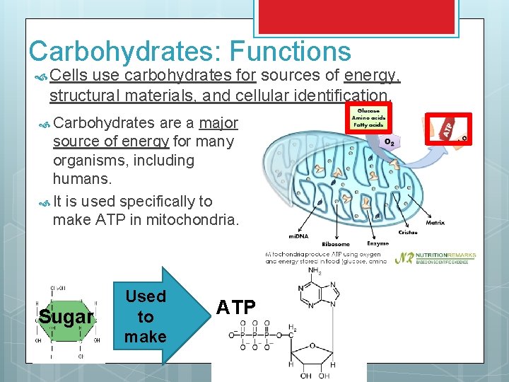 Carbohydrates: Functions Cells use carbohydrates for sources of energy, structural materials, and cellular identification.