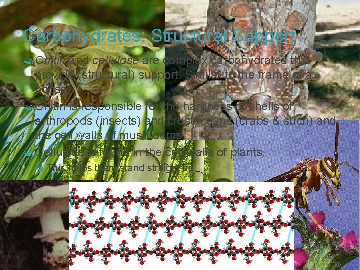 Carbohydrates: Structural Support Chitin and cellulose are complex carbohydrates that provide (structural) support. Similar