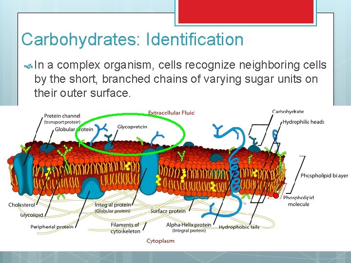 Carbohydrates: Identification In a complex organism, cells recognize neighboring cells by the short, branched