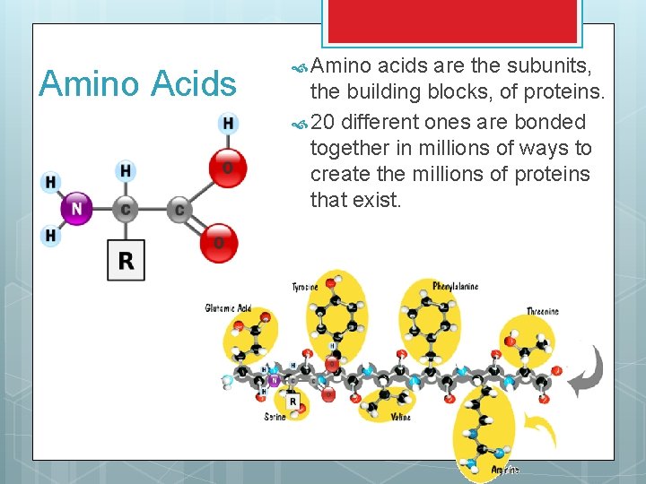 Amino Acids Amino acids are the subunits, the building blocks, of proteins. 20 different