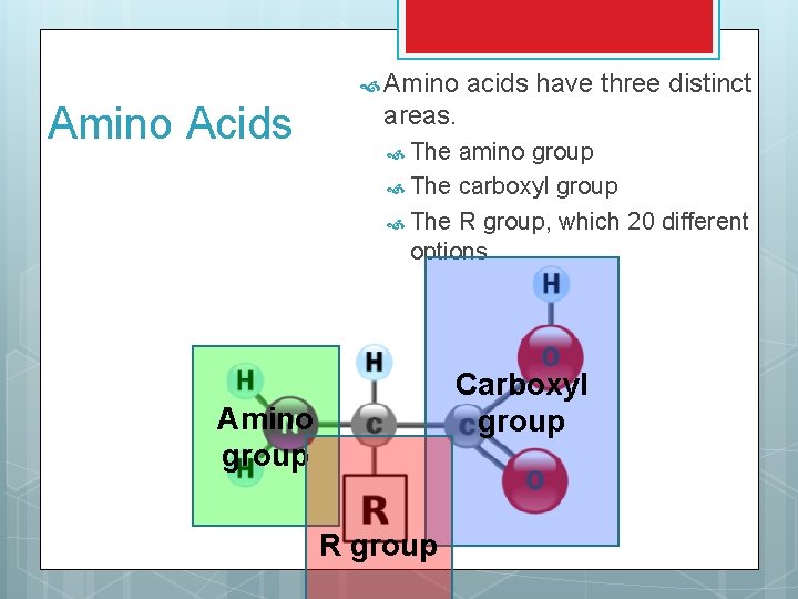  Amino Acids acids have three distinct areas. The amino group The carboxyl group