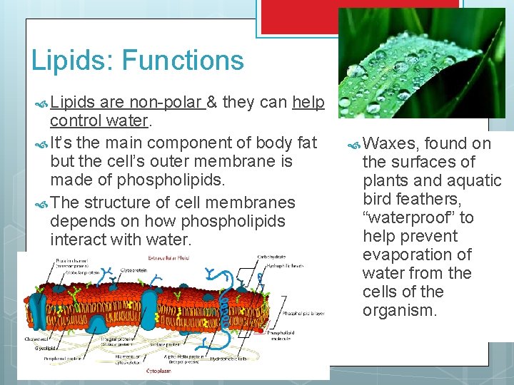 Lipids: Functions Lipids are non-polar & they can help control water. It’s the main