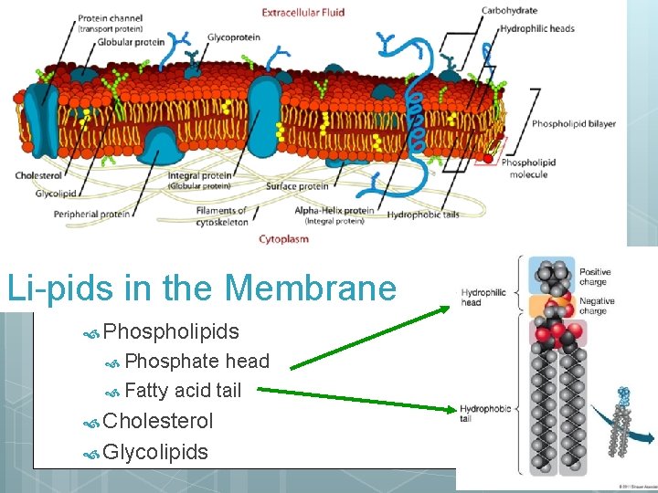 Li-pids in the Membrane Phospholipids Phosphate head Fatty acid tail Cholesterol Glycolipids 