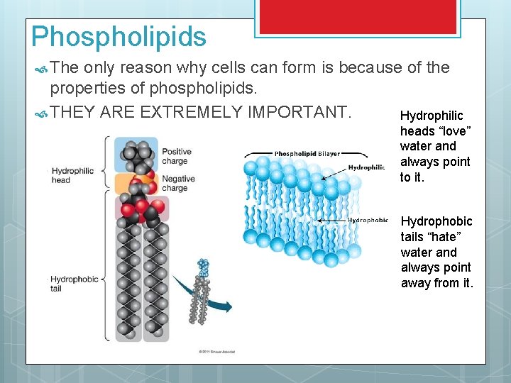 Phospholipids The only reason why cells can form is because of the properties of