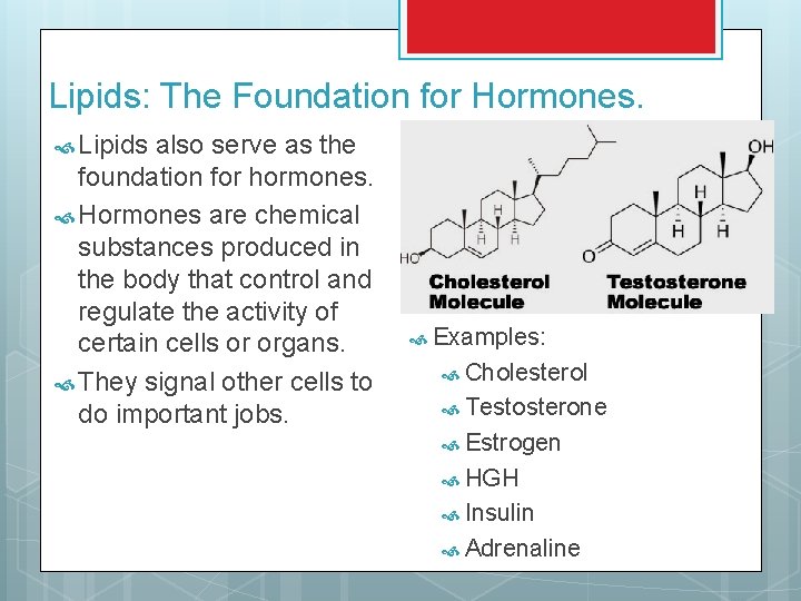 Lipids: The Foundation for Hormones. Lipids also serve as the foundation for hormones. Hormones