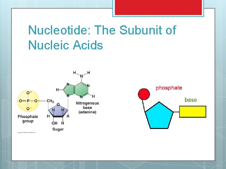 Nucleotide: The Subunit of Nucleic Acids 