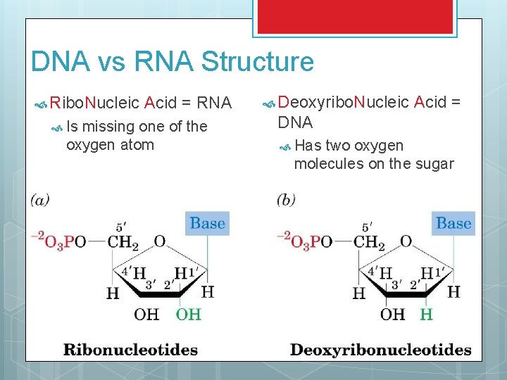 DNA vs RNA Structure Ribo. Nucleic Is Acid = RNA missing one of the