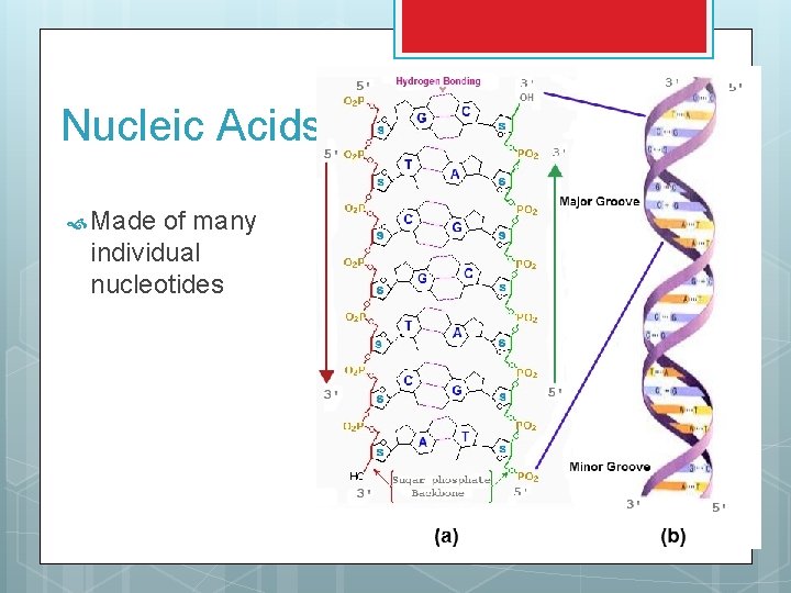 Nucleic Acids: Made of many individual nucleotides 