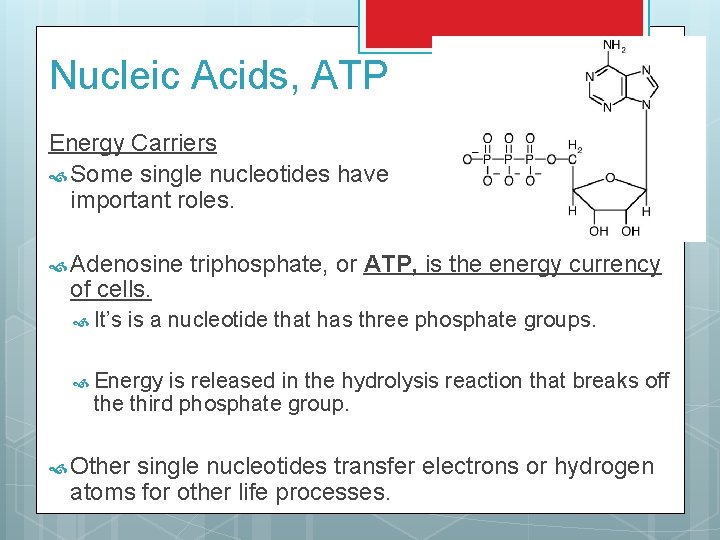 Nucleic Acids, ATP Energy Carriers Some single nucleotides have important roles. Adenosine of cells.