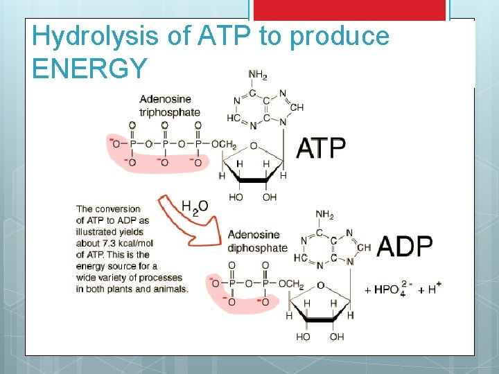 Hydrolysis of ATP to produce ENERGY 