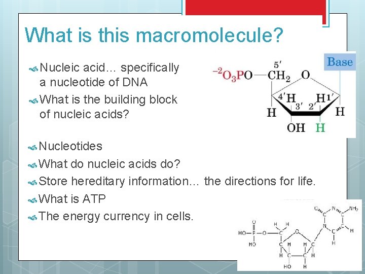 What is this macromolecule? Nucleic acid… specifically a nucleotide of DNA What is the