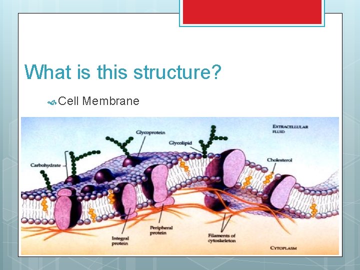 What is this structure? Cell Membrane 