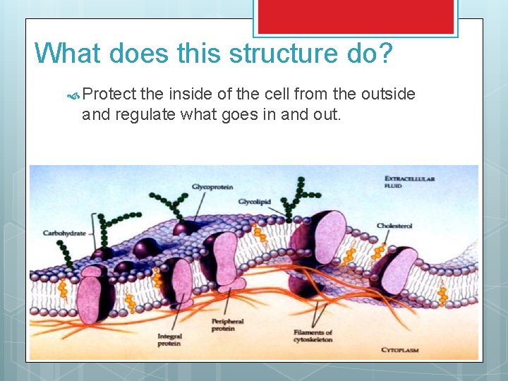 What does this structure do? Protect the inside of the cell from the outside