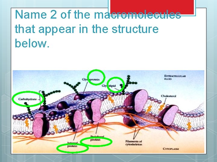 Name 2 of the macromolecules that appear in the structure below. 