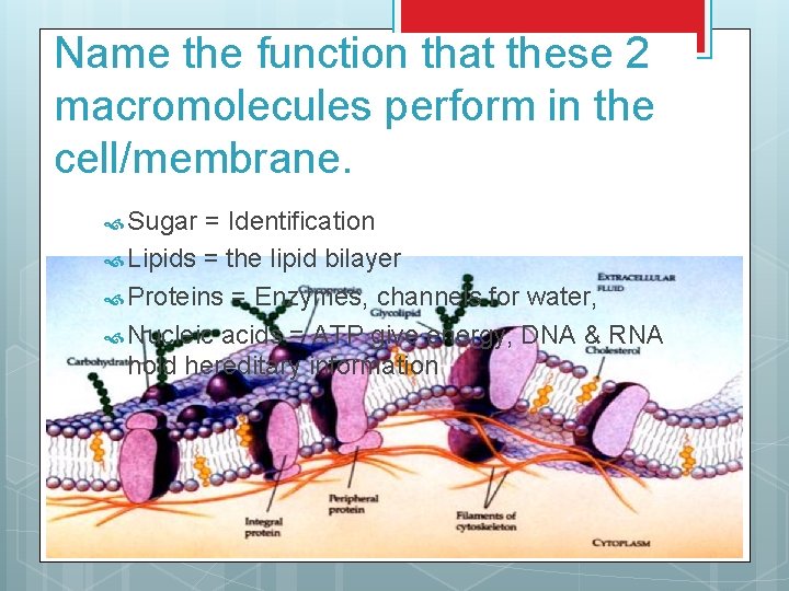 Name the function that these 2 macromolecules perform in the cell/membrane. Sugar = Identification