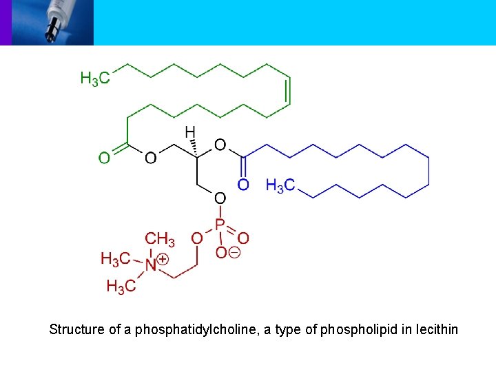 Structure of a phosphatidylcholine, a type of phospholipid in lecithin 