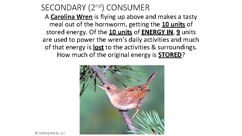 SECONDARY (2 nd) CONSUMER A Carolina Wren is flying up above and makes a