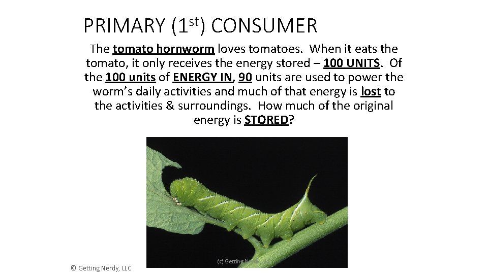 PRIMARY st (1 ) CONSUMER The tomato hornworm loves tomatoes. When it eats the