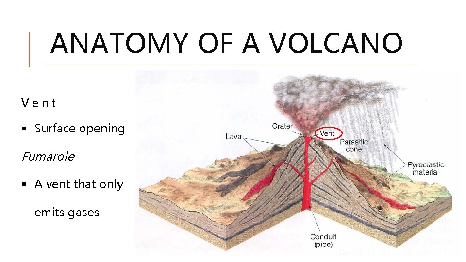 ANATOMY OF A VOLCANO Vent § Surface opening Fumarole § A vent that only ANATOMY OF A VOLCANO Vent § Surface opening Fumarole § A vent that only