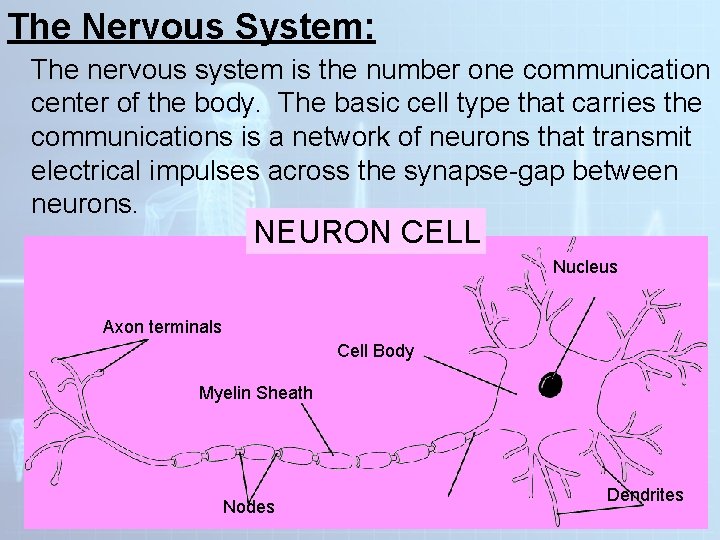 The Nervous System: The nervous system is the number one communication center of the