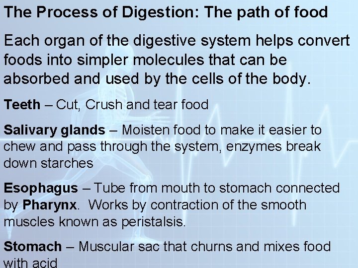 The Process of Digestion: The path of food Each organ of the digestive system
