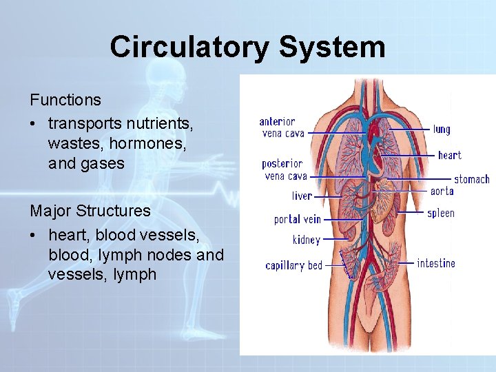 Circulatory System Functions • transports nutrients, wastes, hormones, and gases Major Structures • heart,