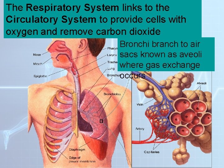 The Respiratory System to the. System Figure 37 -13 Thelinks Respiratory Circulatory System to