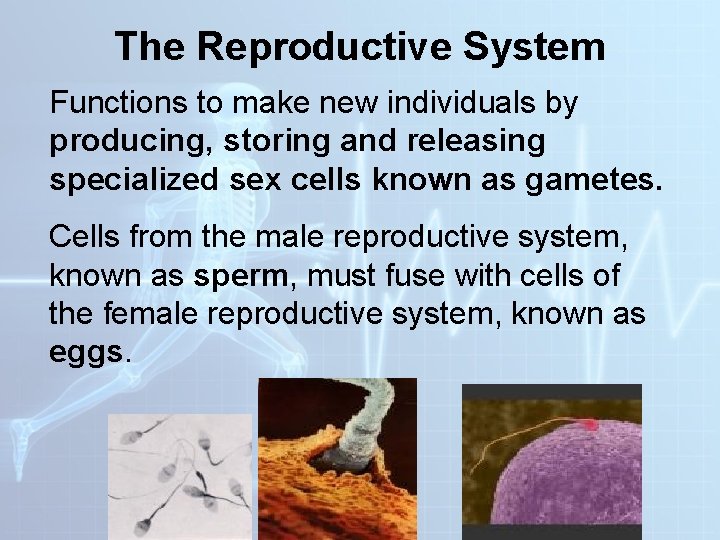 The Reproductive System Functions to make new individuals by producing, storing and releasing specialized