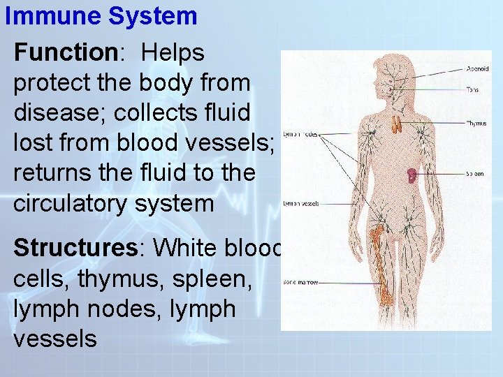 Immune System Function: Helps protect the body from disease; collects fluid lost from blood