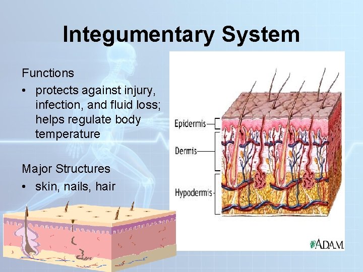 Integumentary System Functions • protects against injury, infection, and fluid loss; helps regulate body