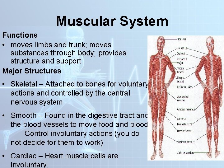 Muscular System Functions • moves limbs and trunk; moves substances through body; provides structure