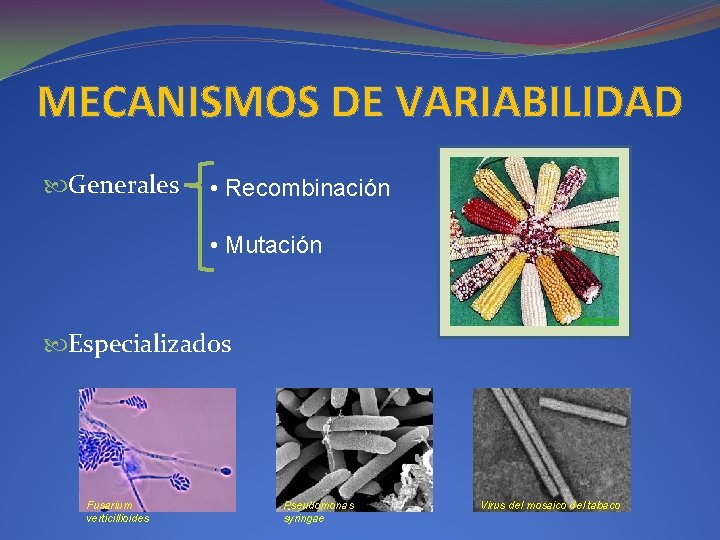 MECANISMOS DE VARIABILIDAD Generales • Recombinación • Mutación Especializados Fusarium verticillioides Pseudomonas syringae Virus