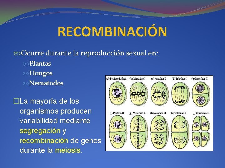 RECOMBINACIÓN Ocurre durante la reproducción sexual en: Plantas Hongos Nematodos �La mayoría de los
