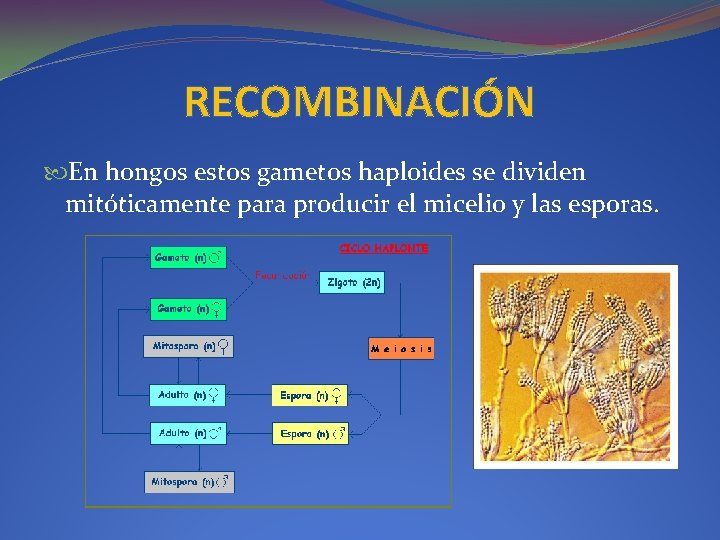 RECOMBINACIÓN En hongos estos gametos haploides se dividen mitóticamente para producir el micelio y