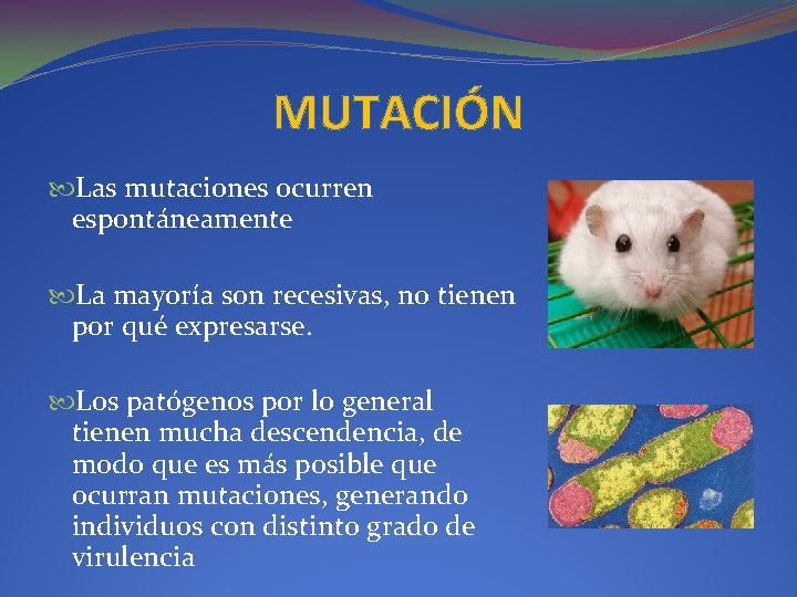 MUTACIÓN Las mutaciones ocurren espontáneamente La mayoría son recesivas, no tienen por qué expresarse.