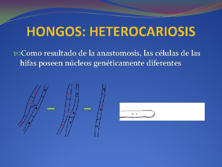 HONGOS: HETEROCARIOSIS Como resultado de la anastomosis, las células de las hifas poseen núcleos