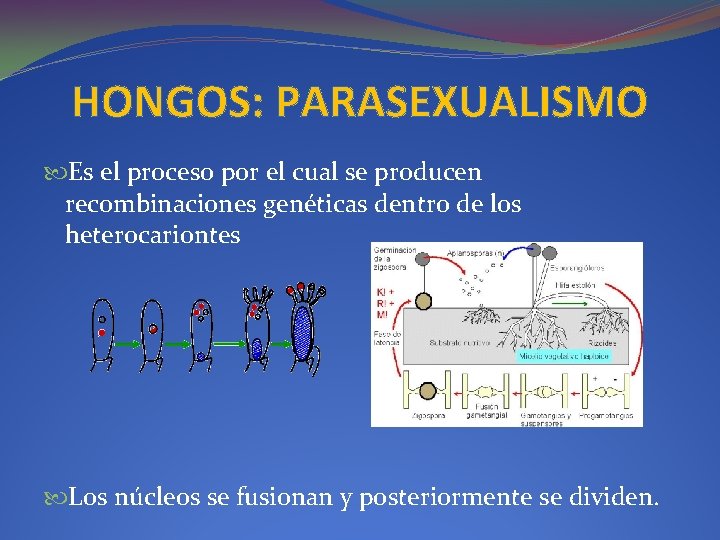 HONGOS: PARASEXUALISMO Es el proceso por el cual se producen recombinaciones genéticas dentro de