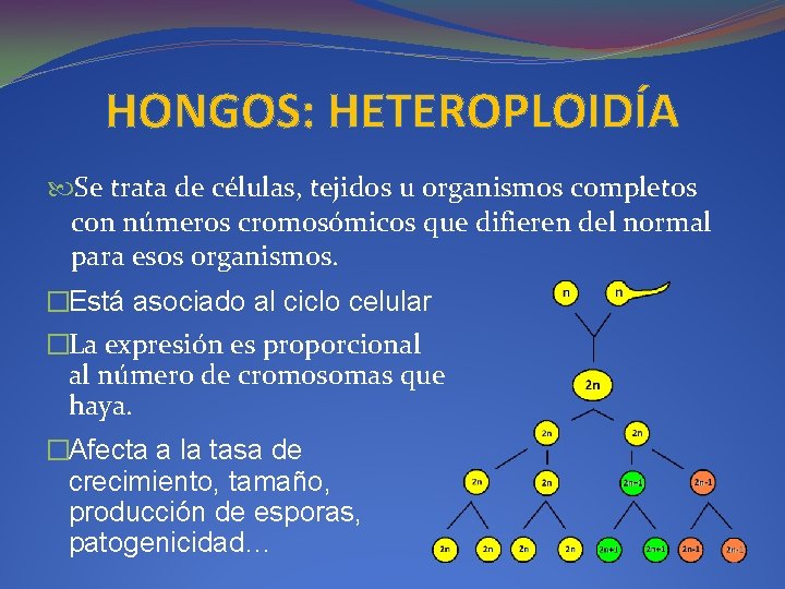 HONGOS: HETEROPLOIDÍA Se trata de células, tejidos u organismos completos con números cromosómicos que