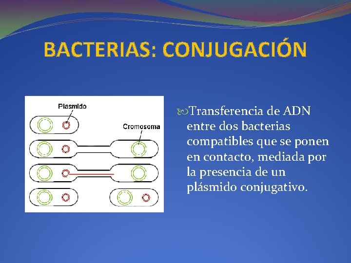 BACTERIAS: CONJUGACIÓN Transferencia de ADN entre dos bacterias compatibles que se ponen en contacto,