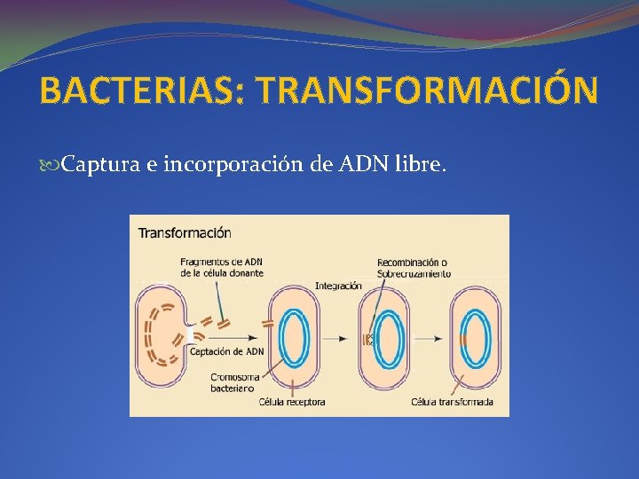 BACTERIAS: TRANSFORMACIÓN Captura e incorporación de ADN libre. 