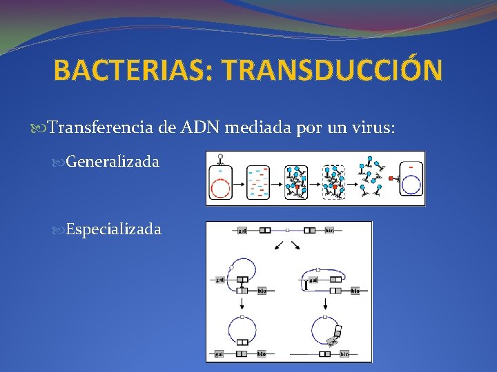 BACTERIAS: TRANSDUCCIÓN Transferencia de ADN mediada por un virus: Generalizada Especializada 