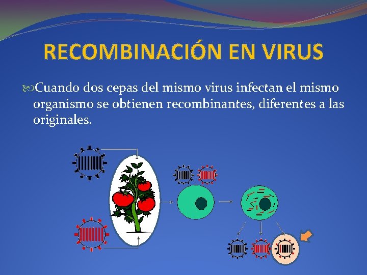 RECOMBINACIÓN EN VIRUS Cuando dos cepas del mismo virus infectan el mismo organismo se