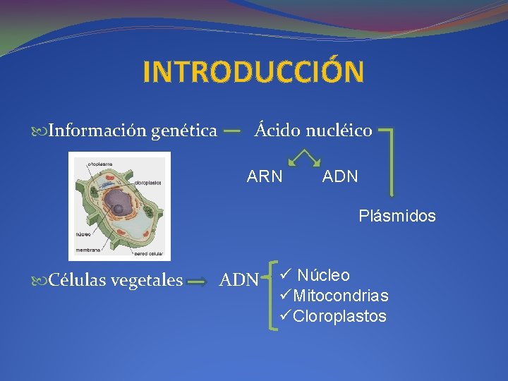 INTRODUCCIÓN Información genética Ácido nucléico ARN ADN Plásmidos Células vegetales ADN ü Núcleo üMitocondrias