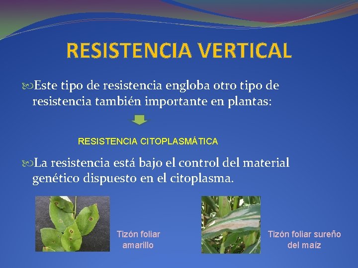 RESISTENCIA VERTICAL Este tipo de resistencia engloba otro tipo de resistencia también importante en