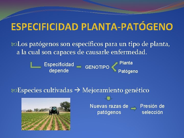 ESPECIFICIDAD PLANTA-PATÓGENO Los patógenos son específicos para un tipo de planta, a la cual